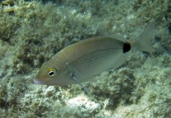 Diplodus annularis