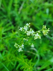 Galium album