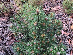 Pultenaea petiolaris