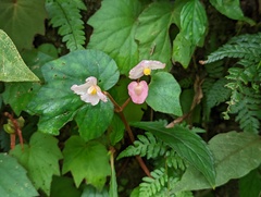Begonia palmata