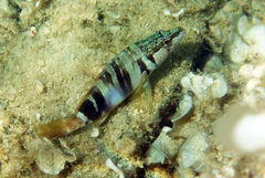 Serranus scriba