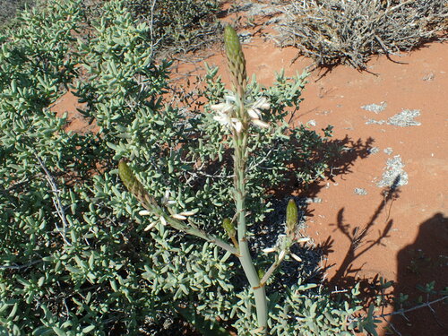 Trachyandra falcata