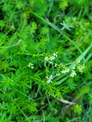 Galium album
