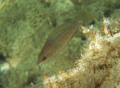 Symphodus tinca