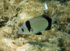Diplodus vulgaris