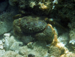 Eriphia verrucosa