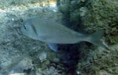 Sparus auratus