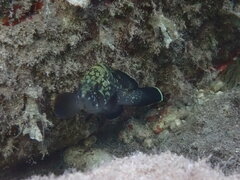 Epinephelus marginatus