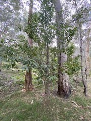 Cryptocarya microneura