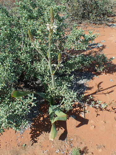 Trachyandra falcata