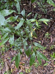 Aidia cochinchinensis