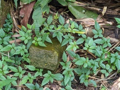 Causonis corniculata