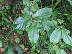 Actinidia callosa discolor