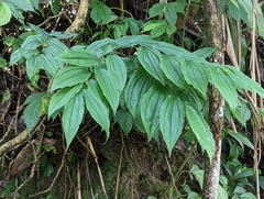 Disporum kawakamii