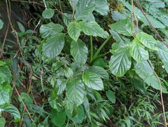 Actinidia callosa discolor
