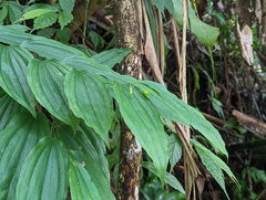 Disporum kawakamii