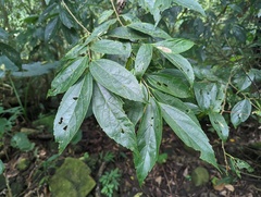 Celtis tetrandra