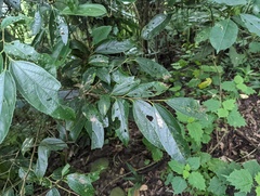 Celtis tetrandra
