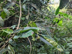 Turpinia formosana