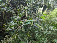 Turpinia formosana