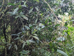 Turpinia formosana
