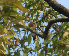 Pachycephala rufiventris