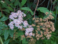 Spiraea formosana