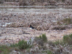 Haematopus longirostris