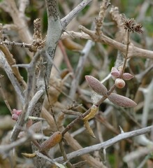 Crassula ammophila