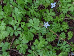 Ellisiophyllum pinnatum