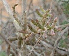 Crassula ammophila