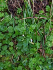 Epilobium amurense