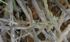 Crassula ammophila