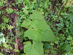 Notoseris melanantha