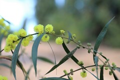 Phyllodineae