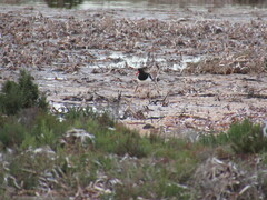 Haematopus longirostris
