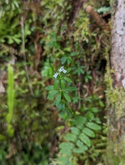 Galium echinocarpum