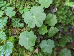 Hydrocotyle nepalensis