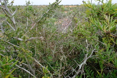 Crassula ammophila