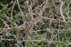 Crassula ammophila