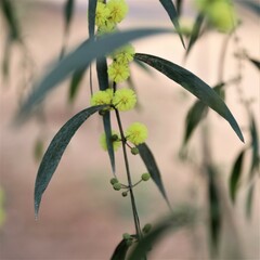 Phyllodineae