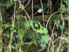 Ribes formosanum