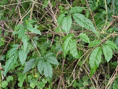 Gynostemma pentaphyllum