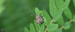 Halyomorpha halys