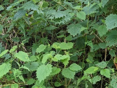 Urtica thunbergiana