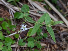 Stellaria vestita