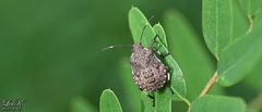 Halyomorpha halys