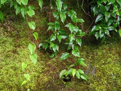 Schisandra arisanensis