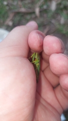 Orthodera ministralis