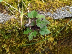Eriocapitella vitifolia